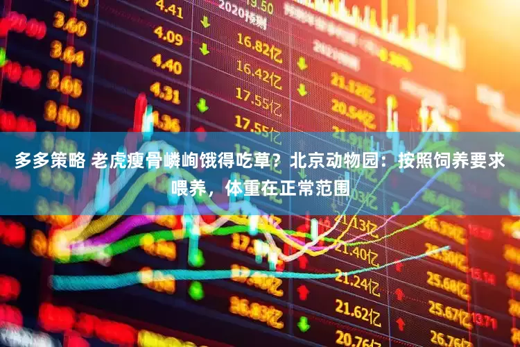 多多策略 老虎瘦骨嶙峋饿得吃草？北京动物园：按照饲养要求喂养，体重在正常范围